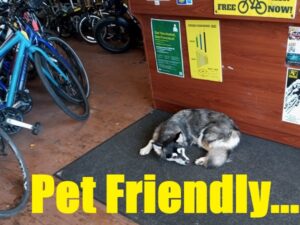 Pet Friendly Bike Shop