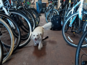 Pet Friendly Bike Shop