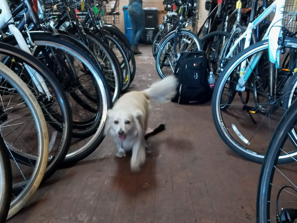 Pet Friendly Bike Shop